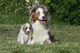 BERGER AUSTRALIEN - ADULT & PUPPY 051
